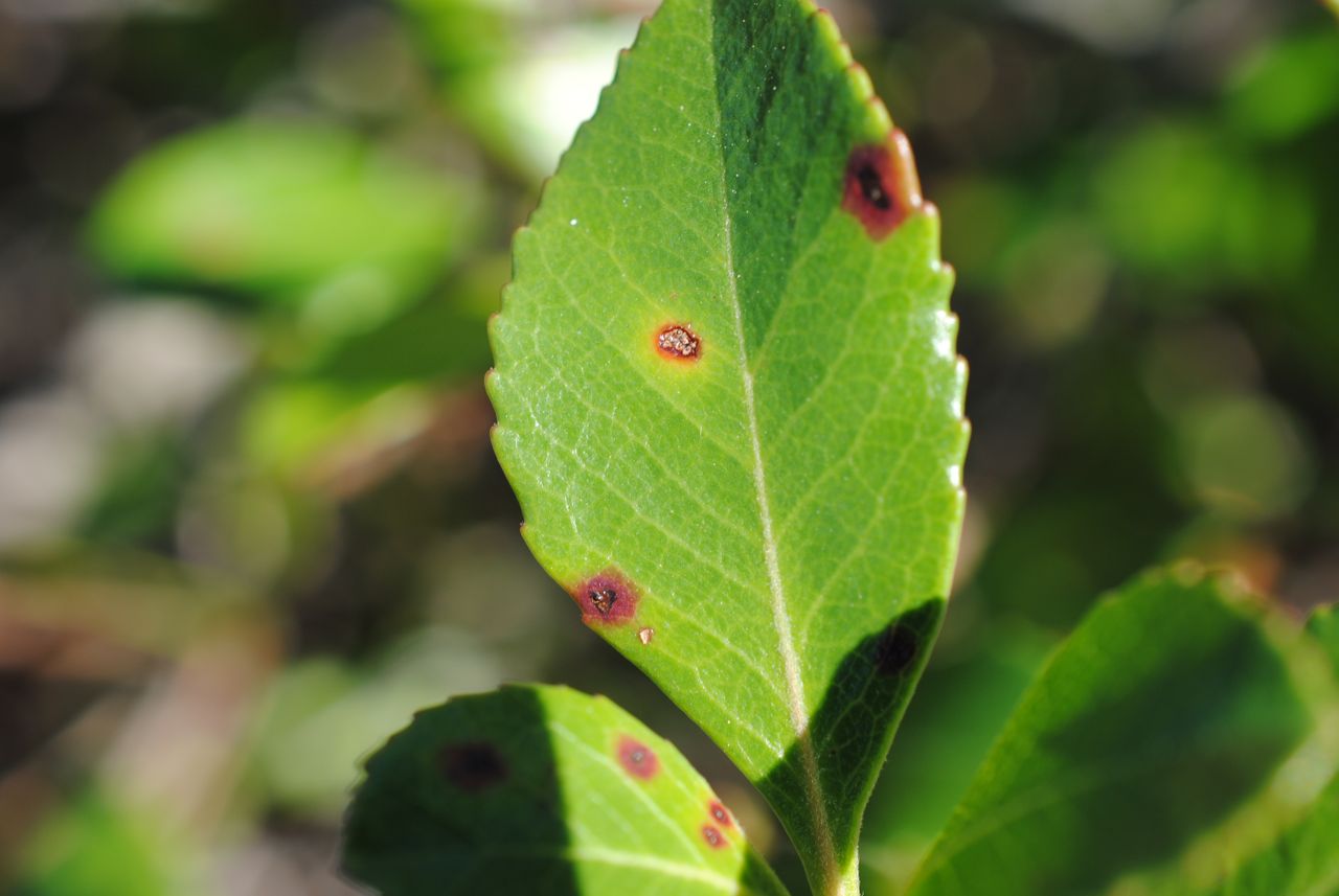 Parsley Leaf Hawthorn