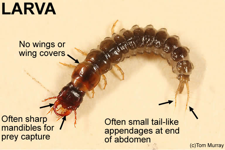 Asian long horned beetle larva id