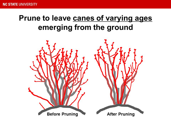 February Is A Great Time To Prune Blueberries NC State Extension