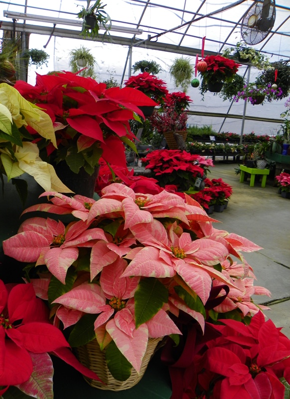 Vibrant Red Poinsettia Flowering Plant in Hendersonville, NC