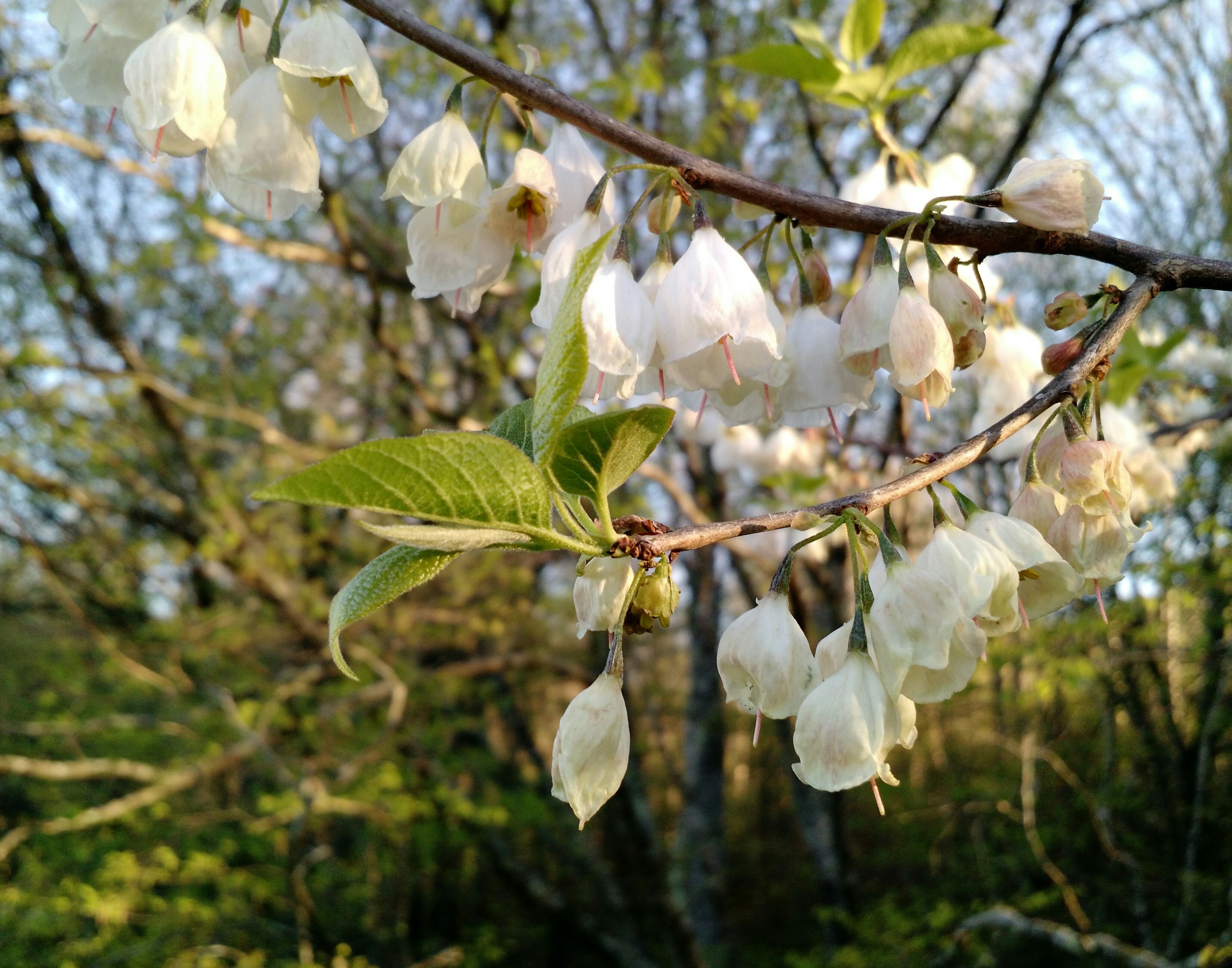 8 Early Spring White Flowering Trees (and one to avoid)