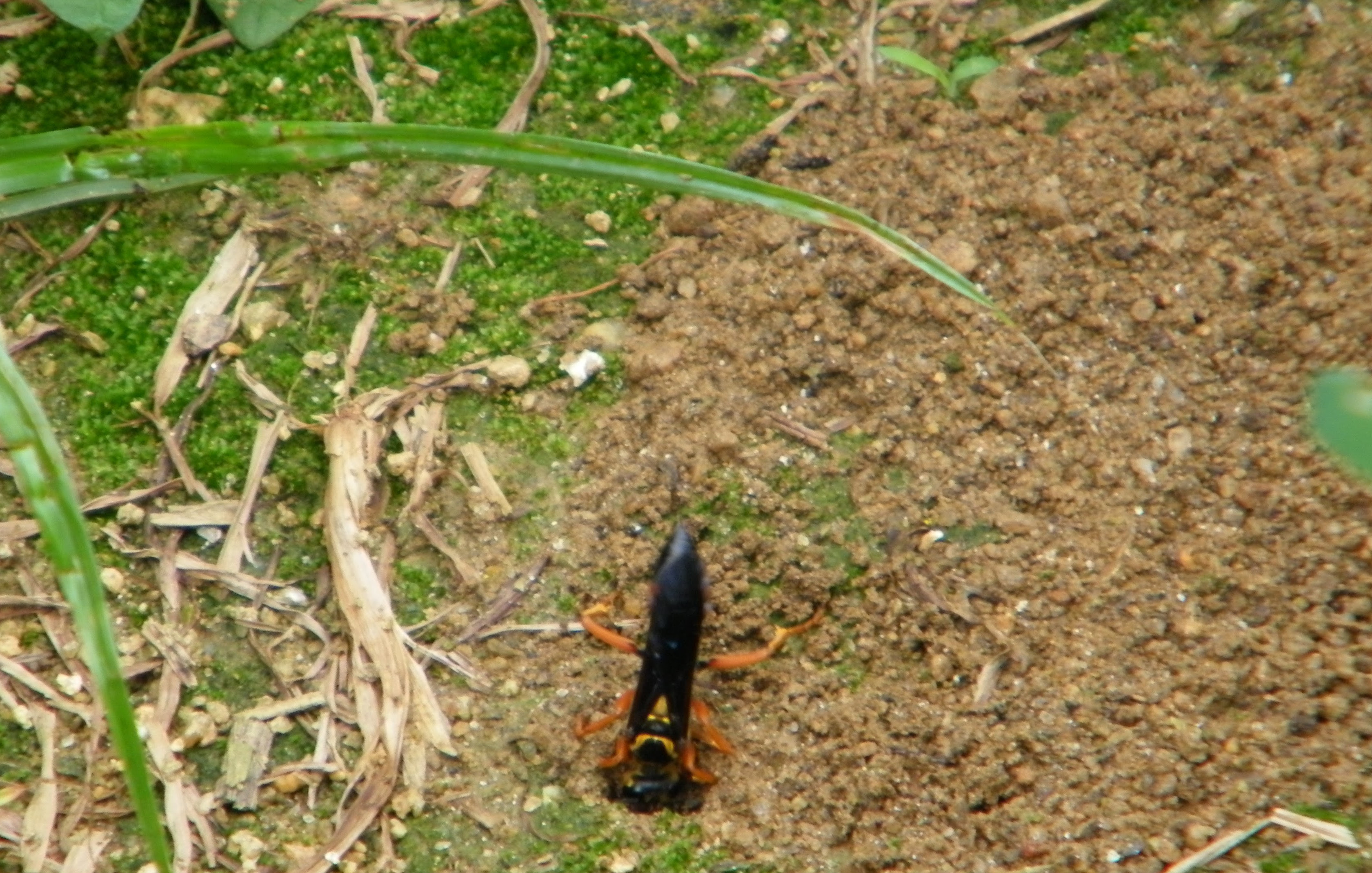 What S Making This Hole In My Yard North Carolina Cooperative Extension