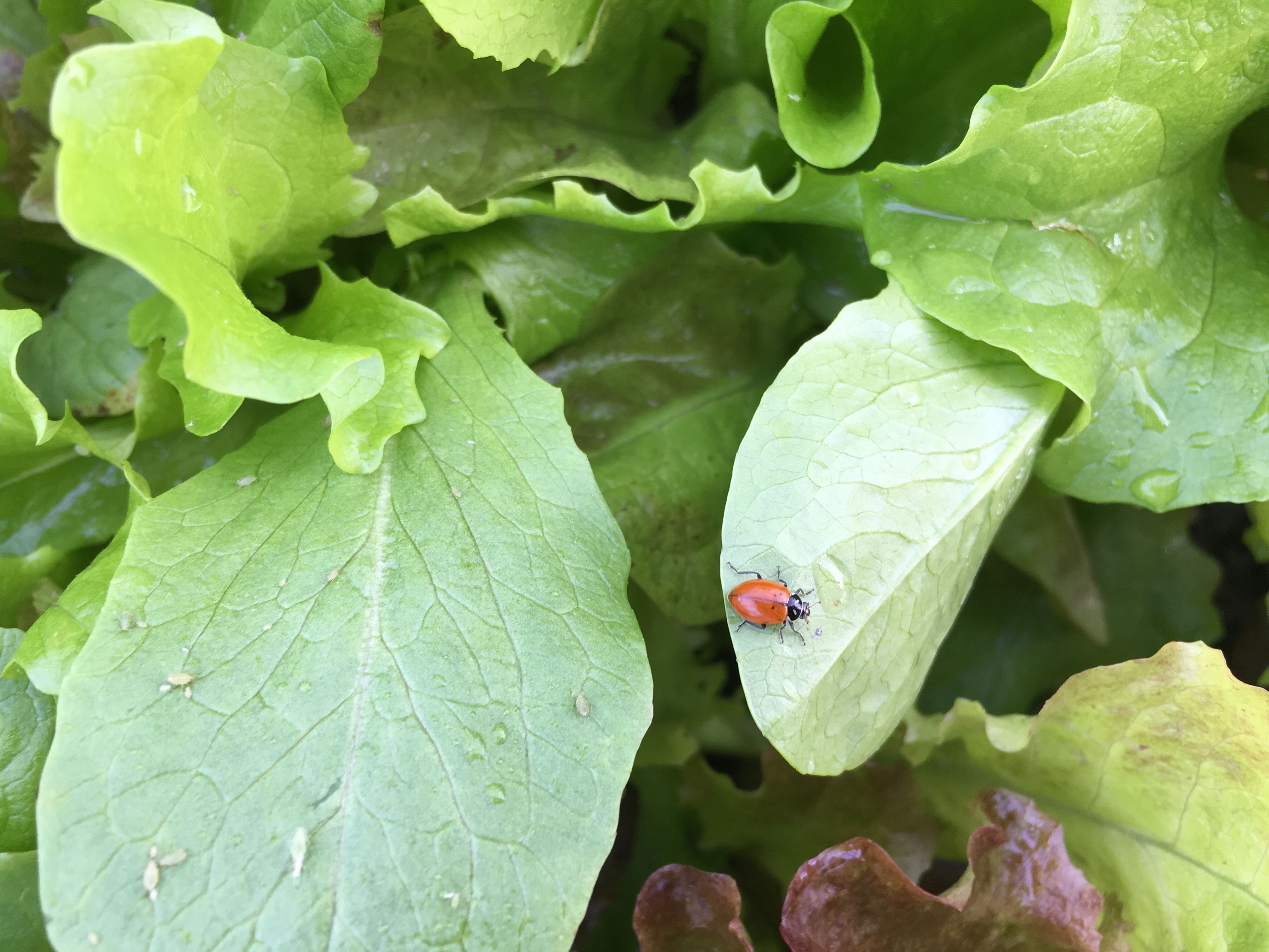 Lady Bugs - Tips for a Successful Release of these Beneficial Insects -  Walt's Organic Fertilizer Co.