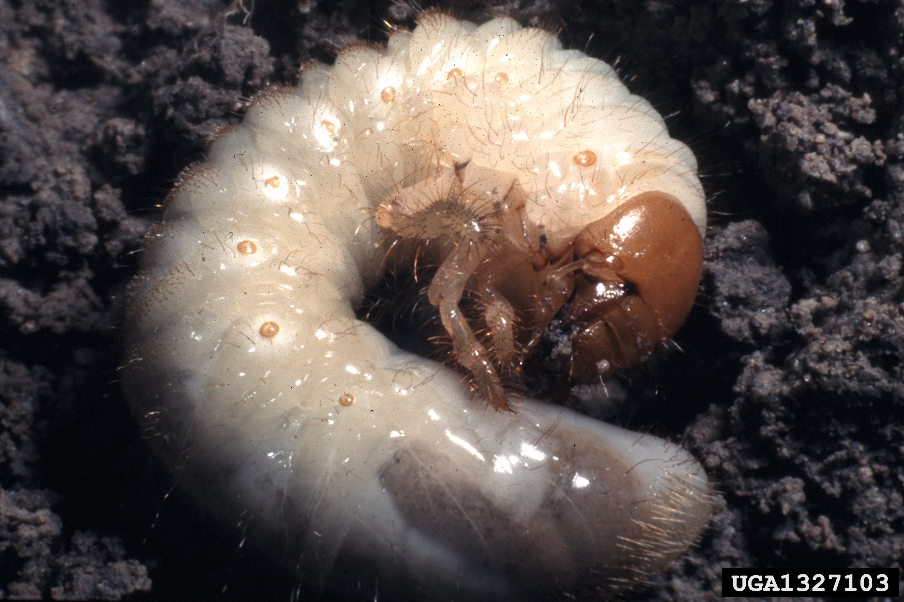 White Grubs, Extension