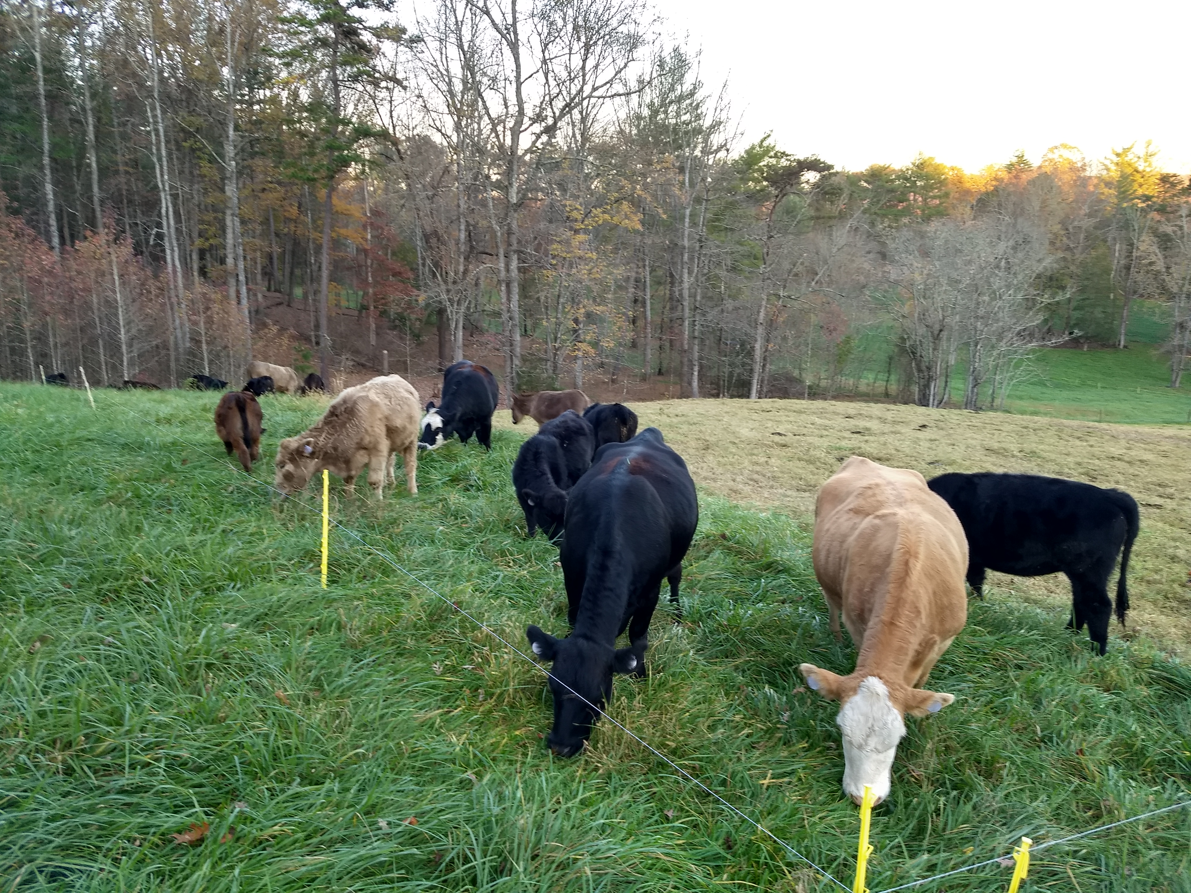 fescue pasture grass