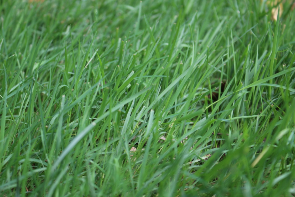 Grass Grows in Pamlico  N.C. Cooperative Extension