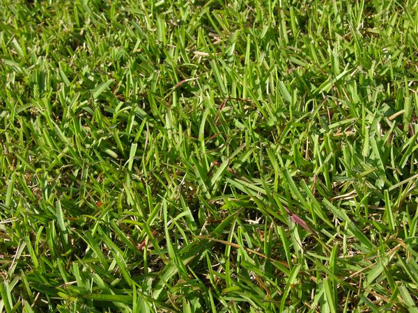 What Is Centipede Grass?  N.C. Cooperative Extension