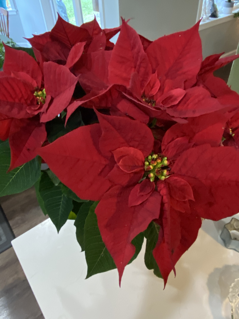 Poinsettia Care  N.C. Cooperative Extension