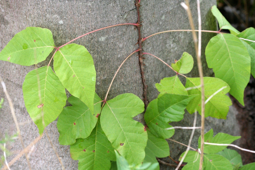 Weed of the Week  N.C. Cooperative Extension