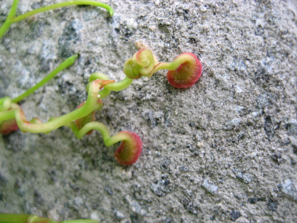 Poison Ivy vs. Virginia Creeper  Mississippi State University Extension  Service