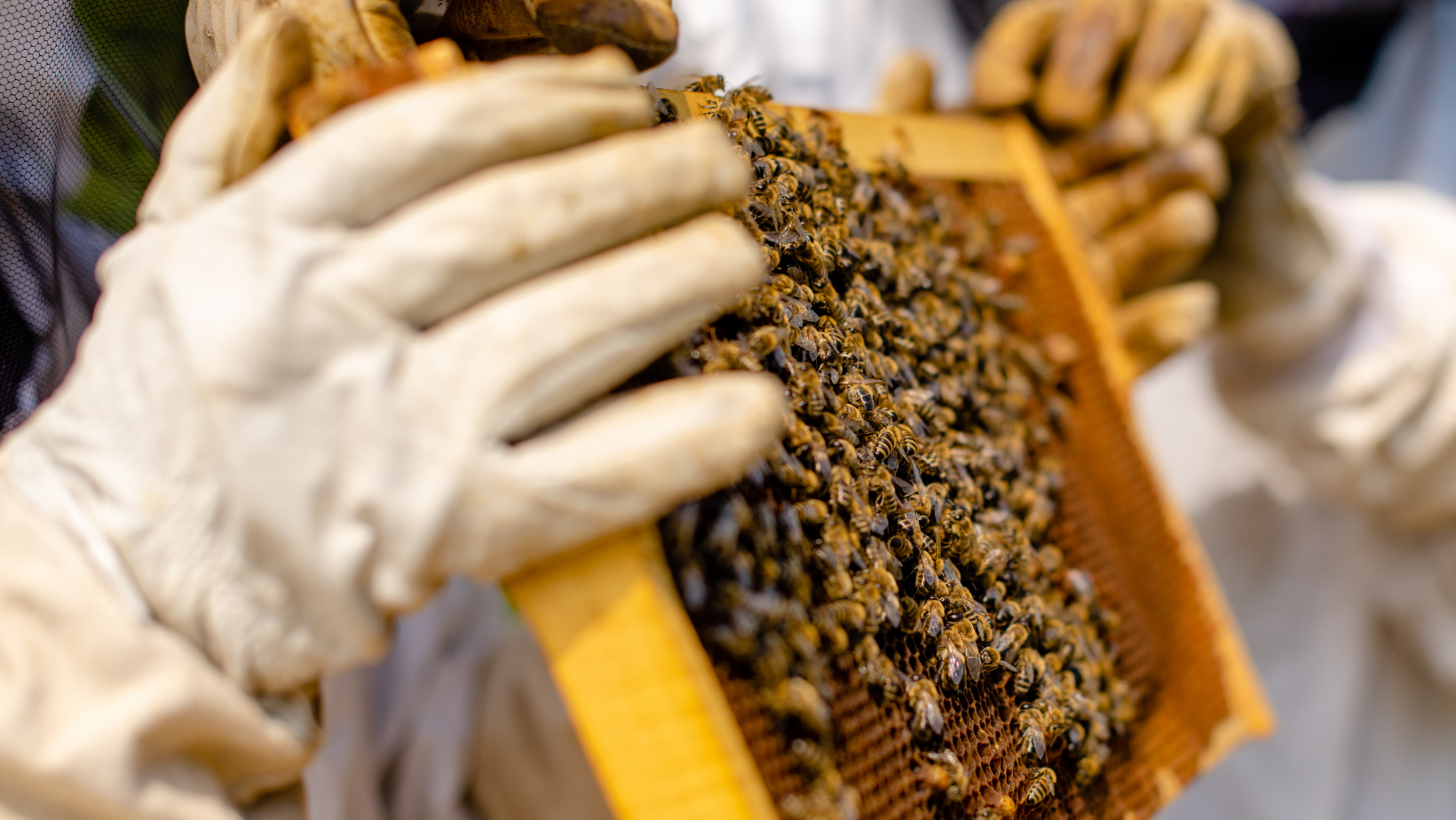 Mecklenburg County Beekeepers Association