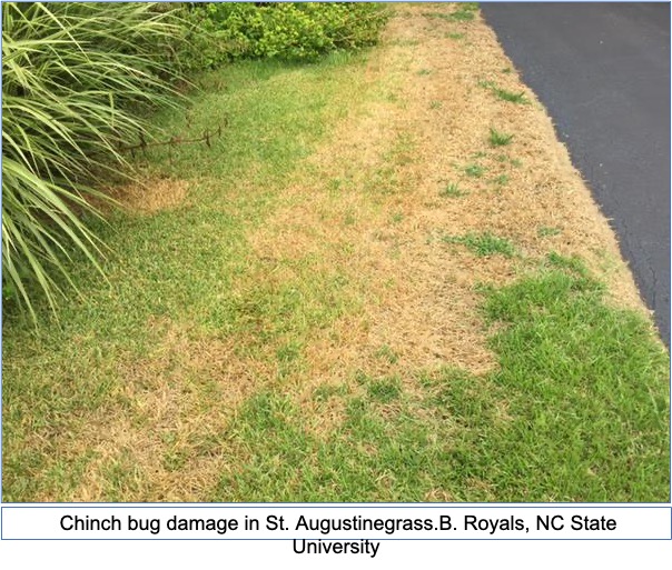 Grass Grows in Pamlico  N.C. Cooperative Extension