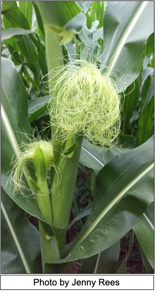 Corn Harvest Has Begun  N.C. Cooperative Extension