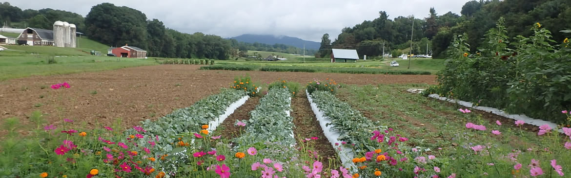 organic farming business plan