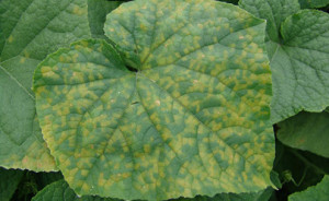 Photograph: Cucurbit downy mildew. Photograph by Peter Ojiambo, Department of Plant Pathology.