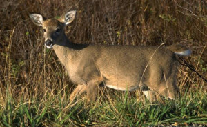 Photograph: Deer. Photograph by Ken Hammond, USDA Agricultural Research Service.