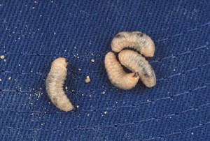 Soil Pests – White Fringed Beetles | North Carolina Cooperative Extension