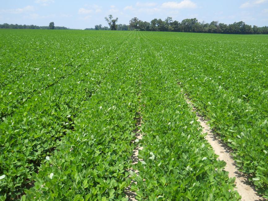 Crop Update (July 2012) | NC State Extension