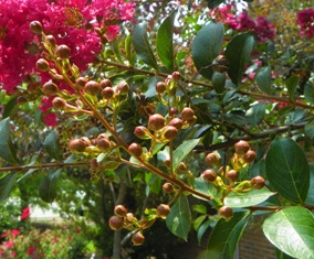 Crape myrtle flower buds