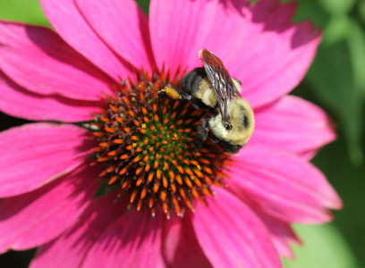 Web Resources: Pollinator Conservation | NC State Extension