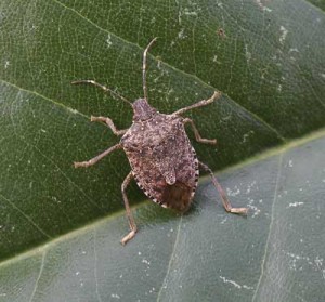 Stink Bugs | NC State Extension