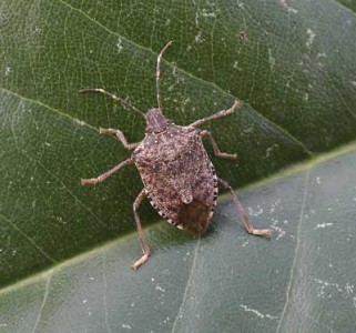 Stink Bugs | NC State Extension