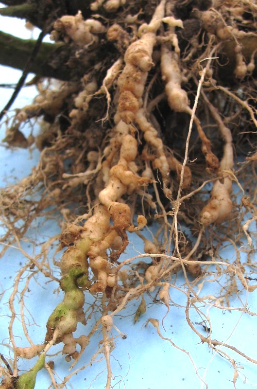 plant nematodes