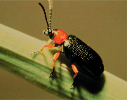 cereal leaf beetle