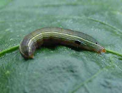 download beet armyworm
