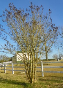 Unpruned Crape Myrtle