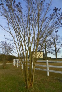 Tree after pruning