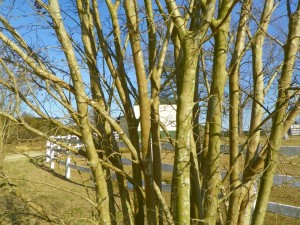 Unpruned crape myrtle