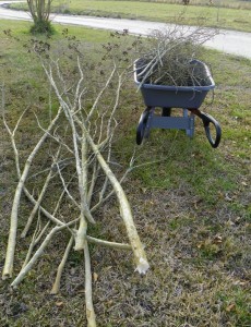 Crape myrtle branches