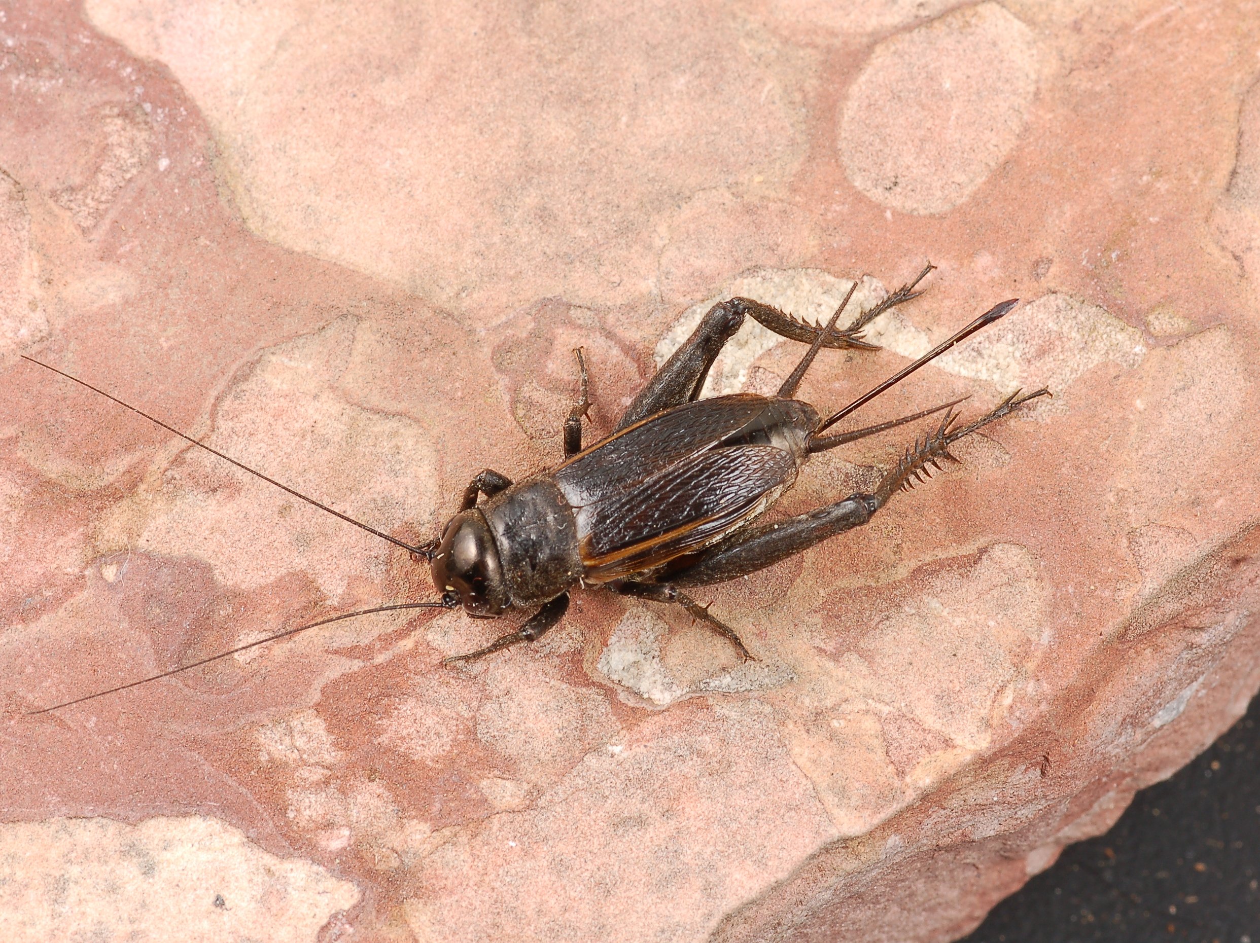 grasshoppers-and-crickets-nc-state-extension