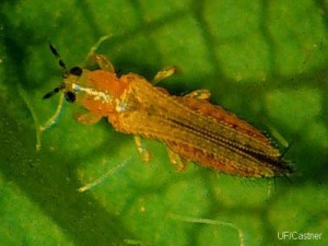 Thrips - itsy bitsy insects on flowers and leaves, are they good