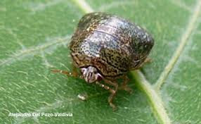 Updates for Farmers on Brown Marmorated Stink Bugs and Kudzu Bugs | NC ...