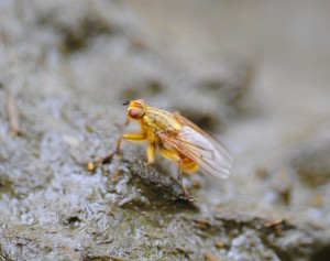 yellow flying insect