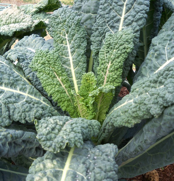 How To Grow Kale From Seed | North Carolina Cooperative Extension