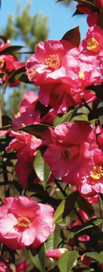 Camellias for December Color | NC State Extension
