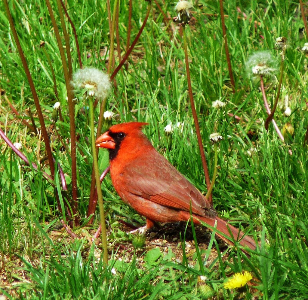 Birds | NC State Extension