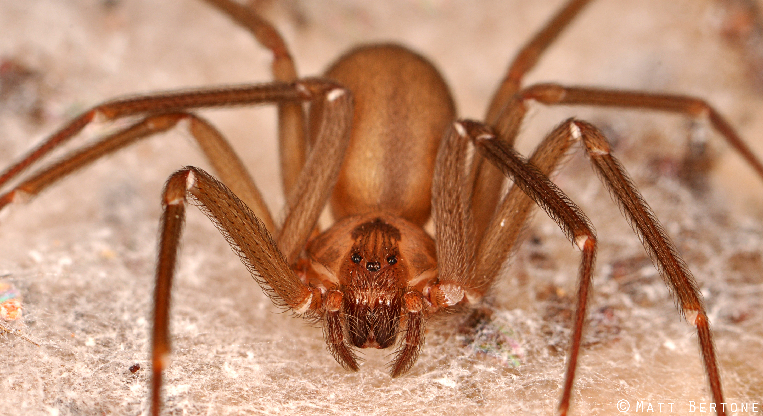 brown recluse spider violin marking