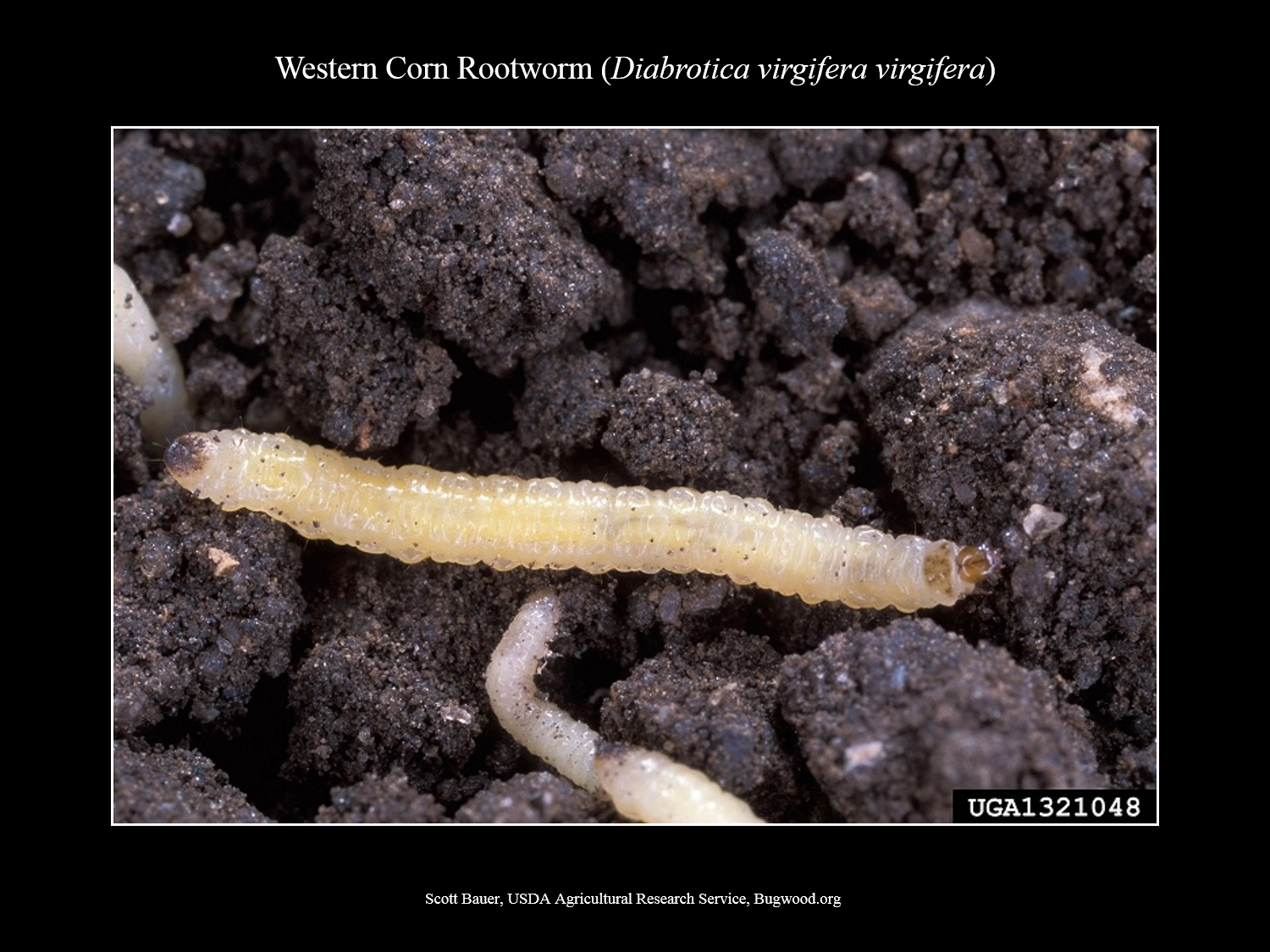 Western And Northern Corn Rootworm NC State Extension