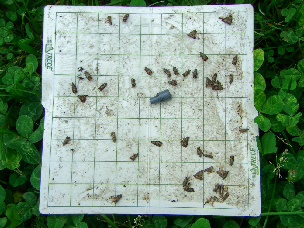Insect Traps at