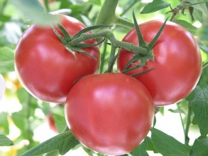 Cover photo for Tomato Growing Primer