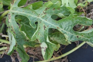 Cover photo for News from South Carolina: Time to Scout Watermelons for Anthracnose