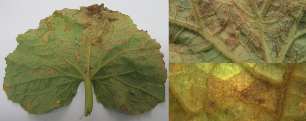 Cucurbit Downy Mildew Outbreak In Southeastern North Carolina Nc