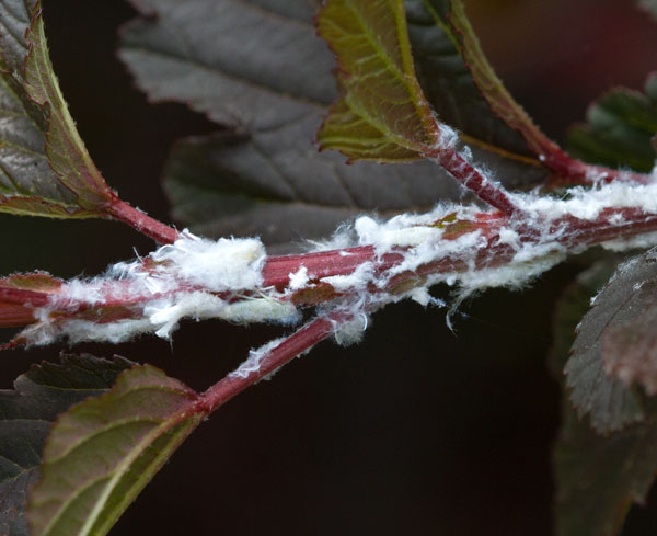 What Is The White Fluffy Stuff On My Shrubs NC State Extension