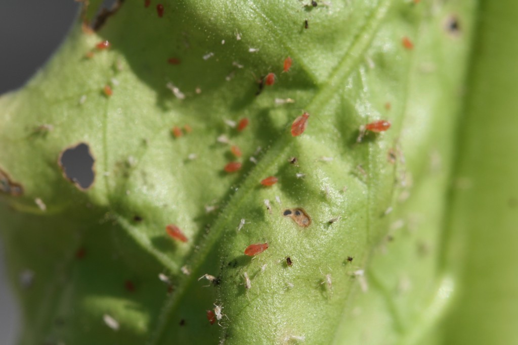 Scouting for Green Peach Aphids in Tobacco | NC State Extension