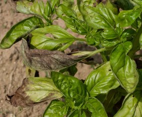 dobbeltlag Sanselig rulletrappe What Is Wrong With My Basil? | North Carolina Cooperative Extension