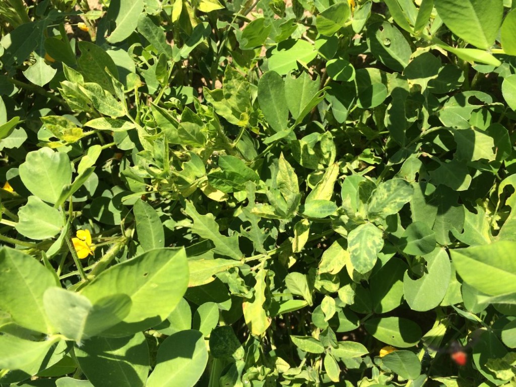 Tomato Spotted Wilt Virus on Peanut | NC State Extension